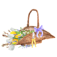 Hand-drawn watercolor illustration. Wicker basket with white and yellow tulips, lavender and pussy willow branches. Easter composition with flowers and garden scissors png