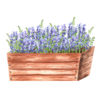 Hand-drawn watercolor illustration. Potted lavender with garden in a big wooden crate. A piece or Provence png