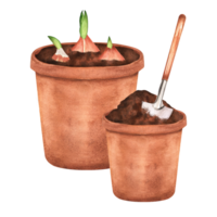 ritad för hand vattenfärg illustration. blomkrukor med jord och tulpan lökar png