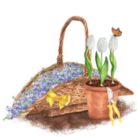 Hand-drawn watercolor illustration. Wicker basket with blue lavender flowers. Rustic scene with lavender, terracotta flowerpot with white tulips, garden scissors and a butterfly png