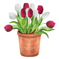 dessiné à la main aquarelle illustration. blanc et rouge tulipes dans le pot de fleur. terre cuite pot de fleur avec printemps fleurs png