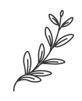 Thyme plant leaf, branches of aromatic herb spice vector