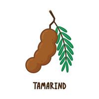 Tamarind cartoon vector. Tamarind on white background. vector