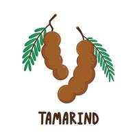 Tamarind cartoon vector. Tamarind on white background. vector