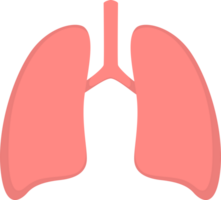 pulmões órgão pneumonia png