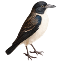 a bird with black and white feathers on a transparent background png