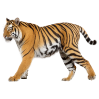 une tigre en marchant sur une transparent Contexte png