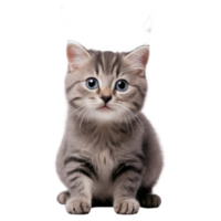 uma gatinho gato sentado em uma branco fundo png