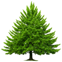 albero verde albero png