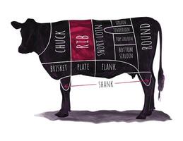 Illustrated beef cuts chart with labeled sections on a cow silhouette for culinary use vector