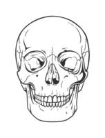 A detailed vector illustration of a human skull. Vector line drawing