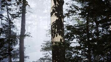 magnifique ensoleillé silhouette forêt avec rayons de soleil par brouillard video