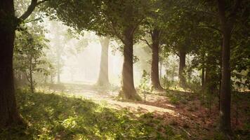 sun's rays break through the branches of trees glowing in the morning fog video