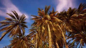 Looking up at palm trees at Surfers Paradise video