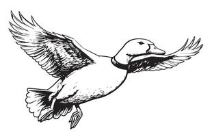 Duck flying sketch painted vector illustration Bird