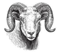 Ram face sketch hand drawn in doodle style Vector illustration