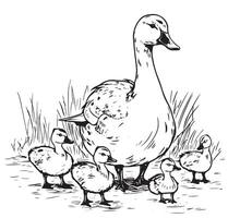 breeding ducks. set of vector sketches