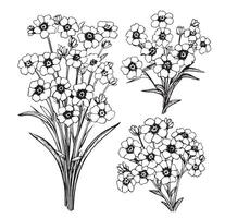 Forget-me-not flowers vector illustration isolated on white background