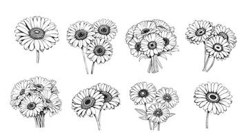 Gerbera flowers set. Line art sketch vector .