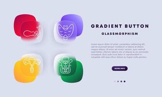 Organs set icon. Female reproductive organ, pelvis, lungs, kidneys, embryo, gradient button. Self care concept. Glassmorphism style. vector