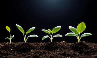 ai generado plantas creciente desde suelo, planta progreso, creciente planta, crecer arriba desde suelo foto