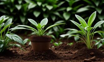 ai generado plantas creciente desde suelo, planta progreso, creciente planta, crecer arriba desde suelo foto