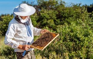 Beekeeper inspecting honeycomb frame at apiary at the summer day. Man working in apiary. Apiculture. Beekeeping concept. photo