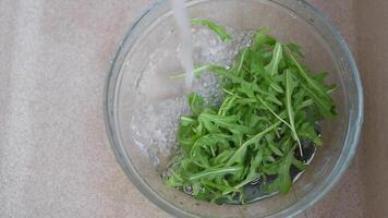 Fresh arugula leaves are washed under water video