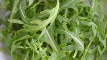 Arugula leaves rotating video