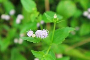 Close up of Billy Goat weed or Chickweed flower or Ageratum conyzoides and green leaves on small tree in sunlight at the morning. photo