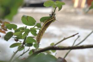 Yellow furry caterpillar on the rose leaf. photo