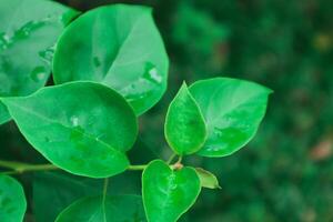 The paper flower plant or its Latin name bougainvillea glabra has irregular stems and does not grow upright. photo