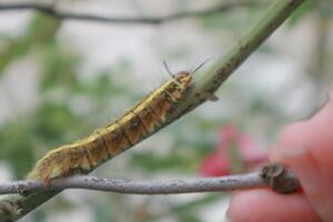 Yellow furry caterpillar on the rose leaf. photo