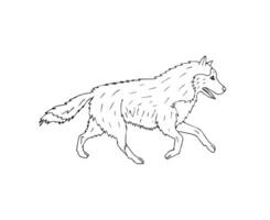 Vector hand drawn doodle sketch running husky dog