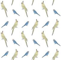 Vector seamless pattern of budgie and cockatiel