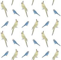 Vector seamless pattern of budgie and cockatiel