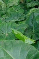 Green leaves of the costs rica rainforest photo