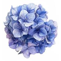 AI generated Fresh hydrangea flower isolated on white background. Close-up Shot. photo