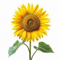 AI generated Fresh sunflower flower isolated on white background. Close-up Shot. photo