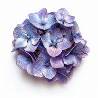 AI generated Fresh hydrangea flower isolated on white background. Close-up Shot. photo