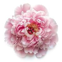 AI generated Fresh peony flower isolated on white background. Close-up Shot photo