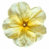 AI generated Fresh primrose flower isolated on white background. Close-up Shot. photo
