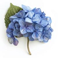 AI generated Fresh hydrangea flower isolated on white background. Close-up Shot. photo