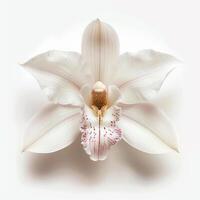 AI generated Fresh orchid flower isolated on white background. Close-up Shot. photo