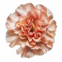 AI generated Fresh carnation flower isolated on white background. Close-up Shot. photo