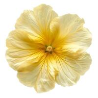 AI generated Fresh primrose flower isolated on white background. Close-up Shot. photo