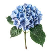 AI generated Fresh hydrangea flower isolated on white background. Close-up Shot. photo