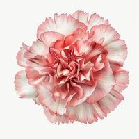 AI generated Fresh carnation flower isolated on white background. Close-up Shot. photo