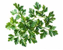 AI generated Fresh parsley isolated on white background. Close-up Shot. photo