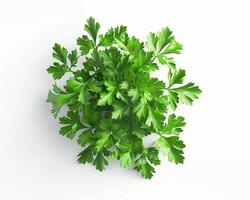 AI generated Fresh parsley isolated on white background. Close-up Shot. photo